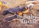 Go to record The baby turtle